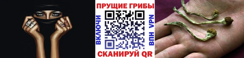 Псилоцибиновые грибы Cubensis  Анапа 
